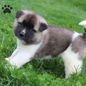 AKC Bandit, Akita Puppy